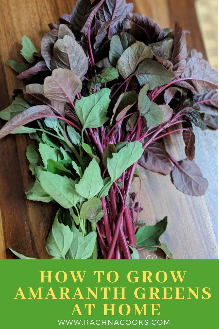 how to grow amaranth greens at home
